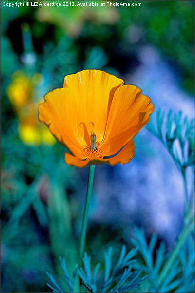 Californian Poppy - A Study in Gold Picture Board by LIZ Alderdice