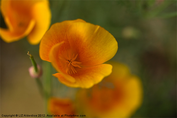 Yellow Poppies Picture Board by LIZ Alderdice