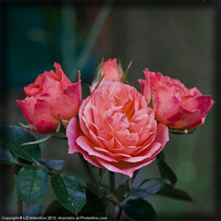 Buy canvas prints of Rose Garden by LIZ Alderdice