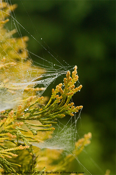 Misty Webs Picture Board by LIZ Alderdice