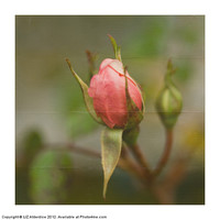 Buy canvas prints of Pink Rose Bud by LIZ Alderdice