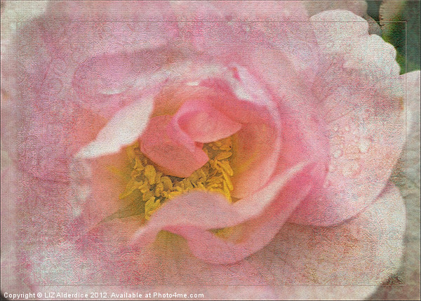 Old English Rose Picture Board by LIZ Alderdice