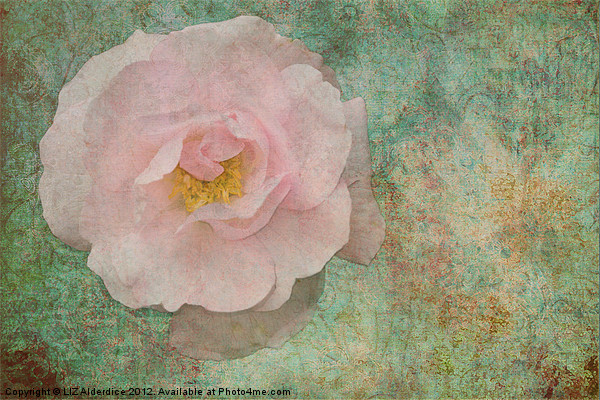 English Rose Picture Board by LIZ Alderdice