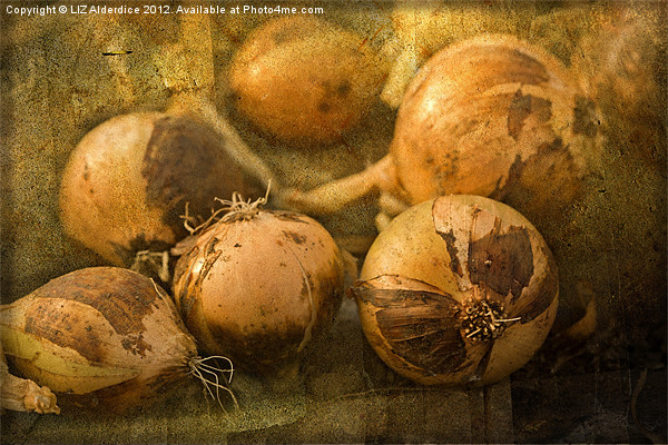 Onions Picture Board by LIZ Alderdice