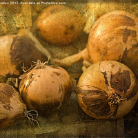 Buy canvas prints of Onions by LIZ Alderdice