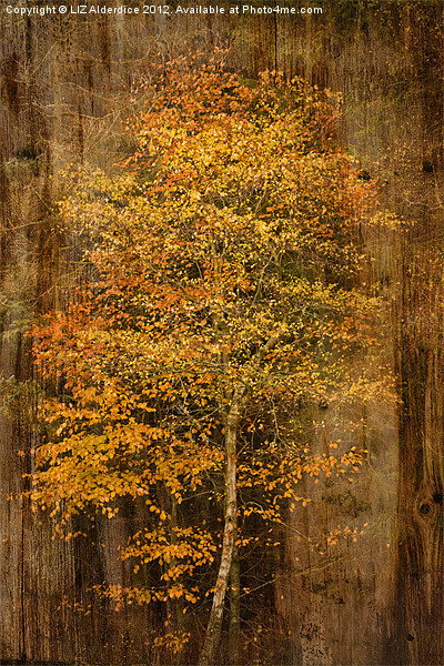 Golden Birch Picture Board by LIZ Alderdice