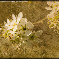 Buy canvas prints of Promise of Spring by LIZ Alderdice