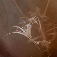 Buy canvas prints of Rose Bay Willow Herb by LIZ Alderdice