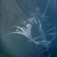 Buy canvas prints of Rose Bay Willow Herb (Blue) by LIZ Alderdice