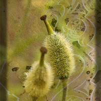 Buy canvas prints of Seed Pods - Meconopsis paniculata by LIZ Alderdice