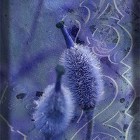 Buy canvas prints of Meconopsis in Blues by LIZ Alderdice