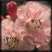 Buy canvas prints of Pink Rhododendron by LIZ Alderdice