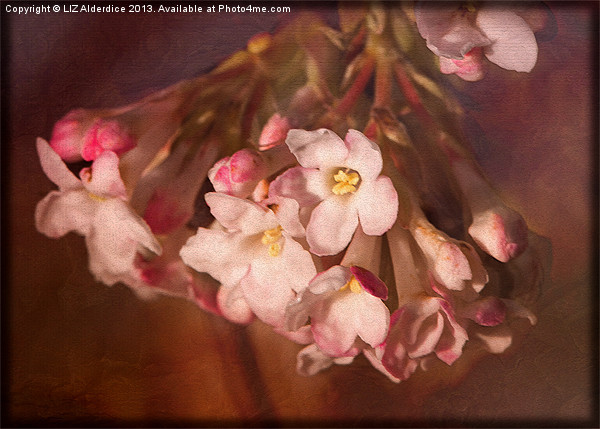 Pink Viburnum Picture Board by LIZ Alderdice