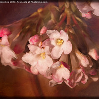 Buy canvas prints of Pink Viburnum by LIZ Alderdice
