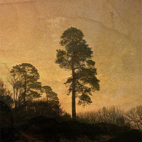 Buy canvas prints of Scots Pine by LIZ Alderdice