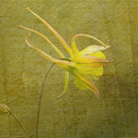 Buy canvas prints of Columbine -Graceful Beauty by LIZ Alderdice