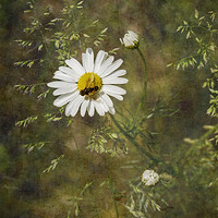 Buy canvas prints of Oxeye Daisy by LIZ Alderdice