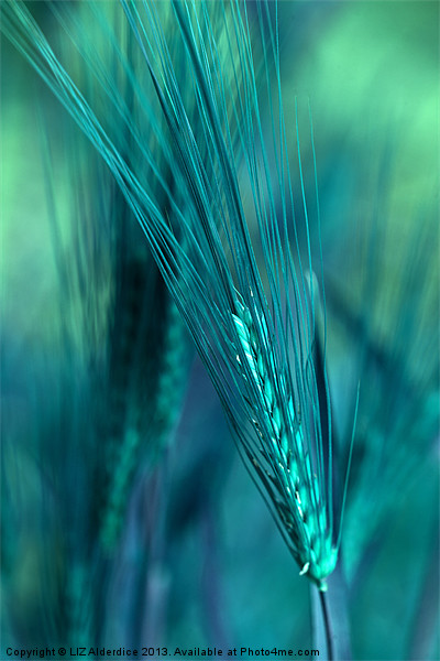 Barley in Blues Picture Board by LIZ Alderdice