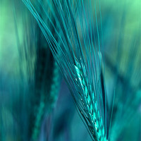 Buy canvas prints of Barley in Blues by LIZ Alderdice