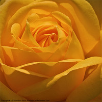 Buy canvas prints of Golden Rose by LIZ Alderdice