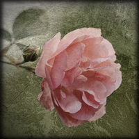 Buy canvas prints of Textured Pink Rose by LIZ Alderdice