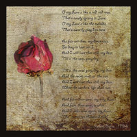 Buy canvas prints of Love is like a red, red rose.. by LIZ Alderdice
