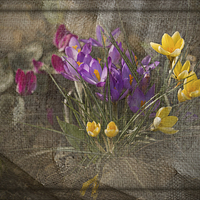 Buy canvas prints of Springtime Flowers by LIZ Alderdice