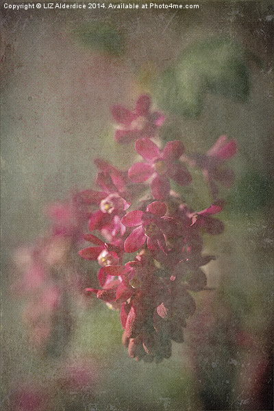 Pink Flowering Currant Picture Board by LIZ Alderdice