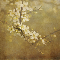 Buy canvas prints of Blackthorn Blossom by LIZ Alderdice