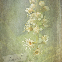Buy canvas prints of Laurel by LIZ Alderdice