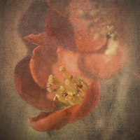 Buy canvas prints of Flowering Quince by LIZ Alderdice
