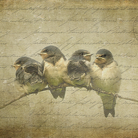 Buy canvas prints of Vintage Swallow Fledglings by LIZ Alderdice