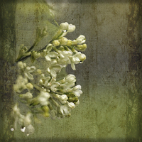Buy canvas prints of Lilac in the Rain by LIZ Alderdice