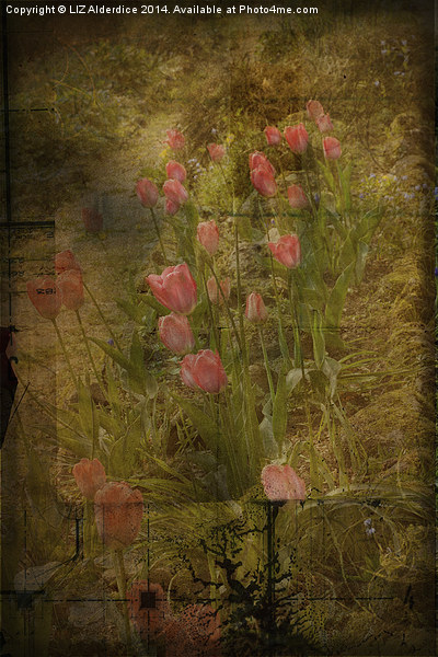 Tulips Picture Board by LIZ Alderdice