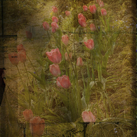 Buy canvas prints of Tulips by LIZ Alderdice