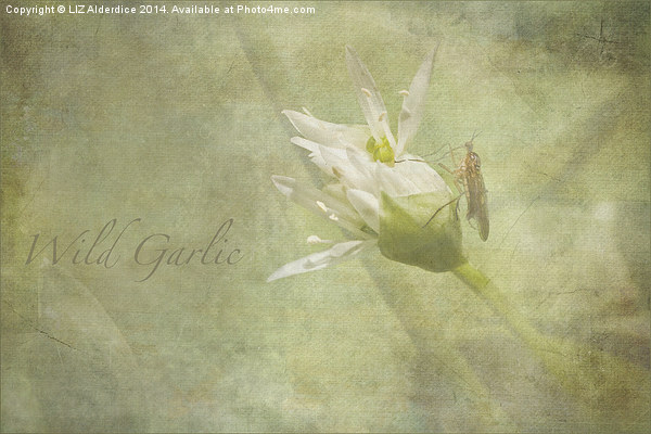Wild Garlic Picture Board by LIZ Alderdice