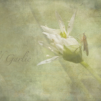 Buy canvas prints of Wild Garlic by LIZ Alderdice