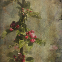 Buy canvas prints of Apple Blossom by LIZ Alderdice