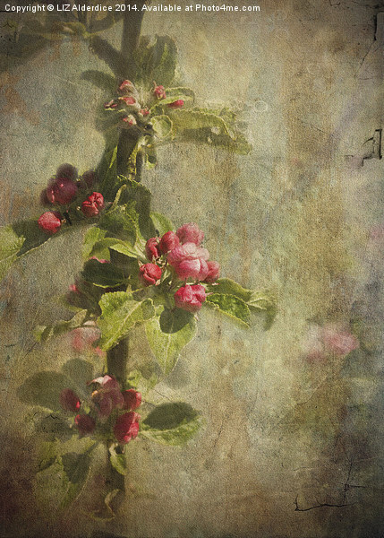 Apple Blossom Picture Board by LIZ Alderdice