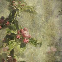 Buy canvas prints of Apple Blossom (square format) by LIZ Alderdice