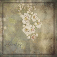 Buy canvas prints of Hawthorn by LIZ Alderdice