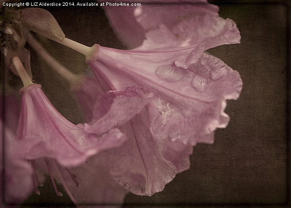 Pink After The Rain Picture Board by LIZ Alderdice
