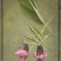 Buy canvas prints of Vetch by LIZ Alderdice