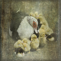 Buy canvas prints of How Many Ducklings? by LIZ Alderdice