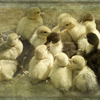 Buy canvas prints of Ducklings by LIZ Alderdice