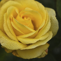 Buy canvas prints of Yellow Rose with Raindrops by LIZ Alderdice