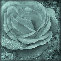 Buy canvas prints of Distressed Rose in Teal by LIZ Alderdice