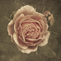 Buy canvas prints of Vintage Rose by LIZ Alderdice