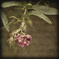 Buy canvas prints of Music and Flowers by LIZ Alderdice