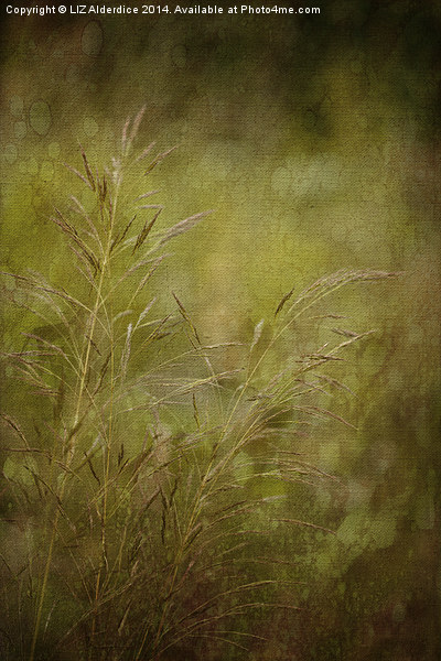 Meadow Grasses Picture Board by LIZ Alderdice